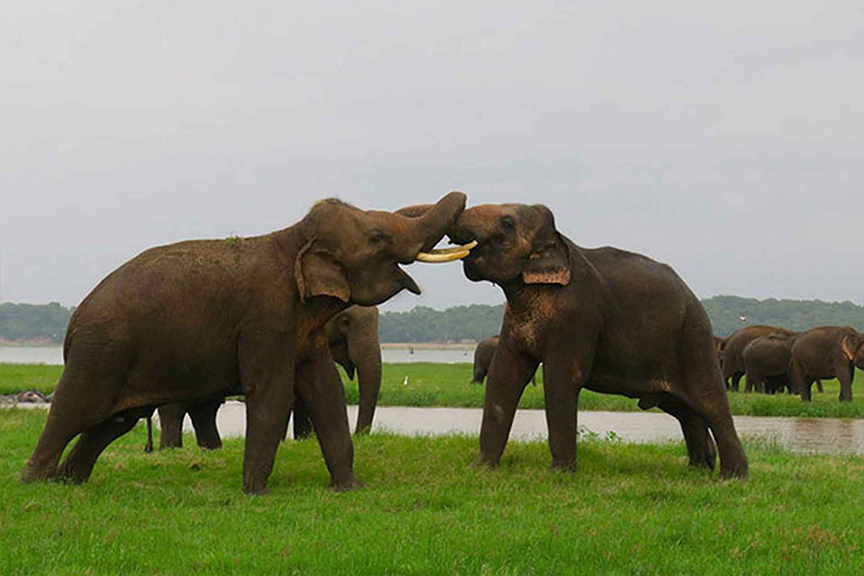 Kaudulla National Park