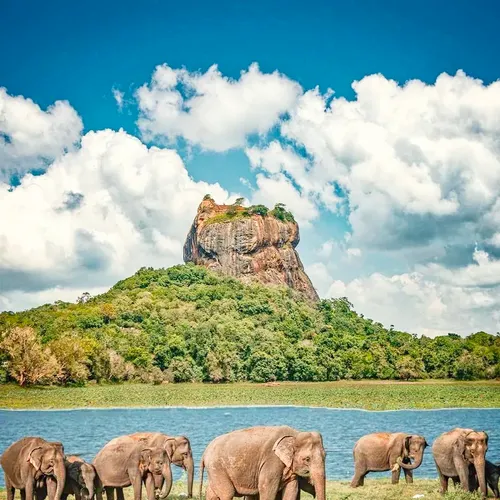 Minneriya National Park Photo