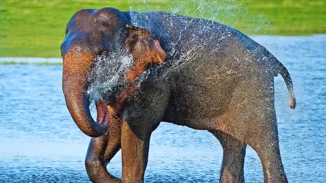 Minneriya National Park