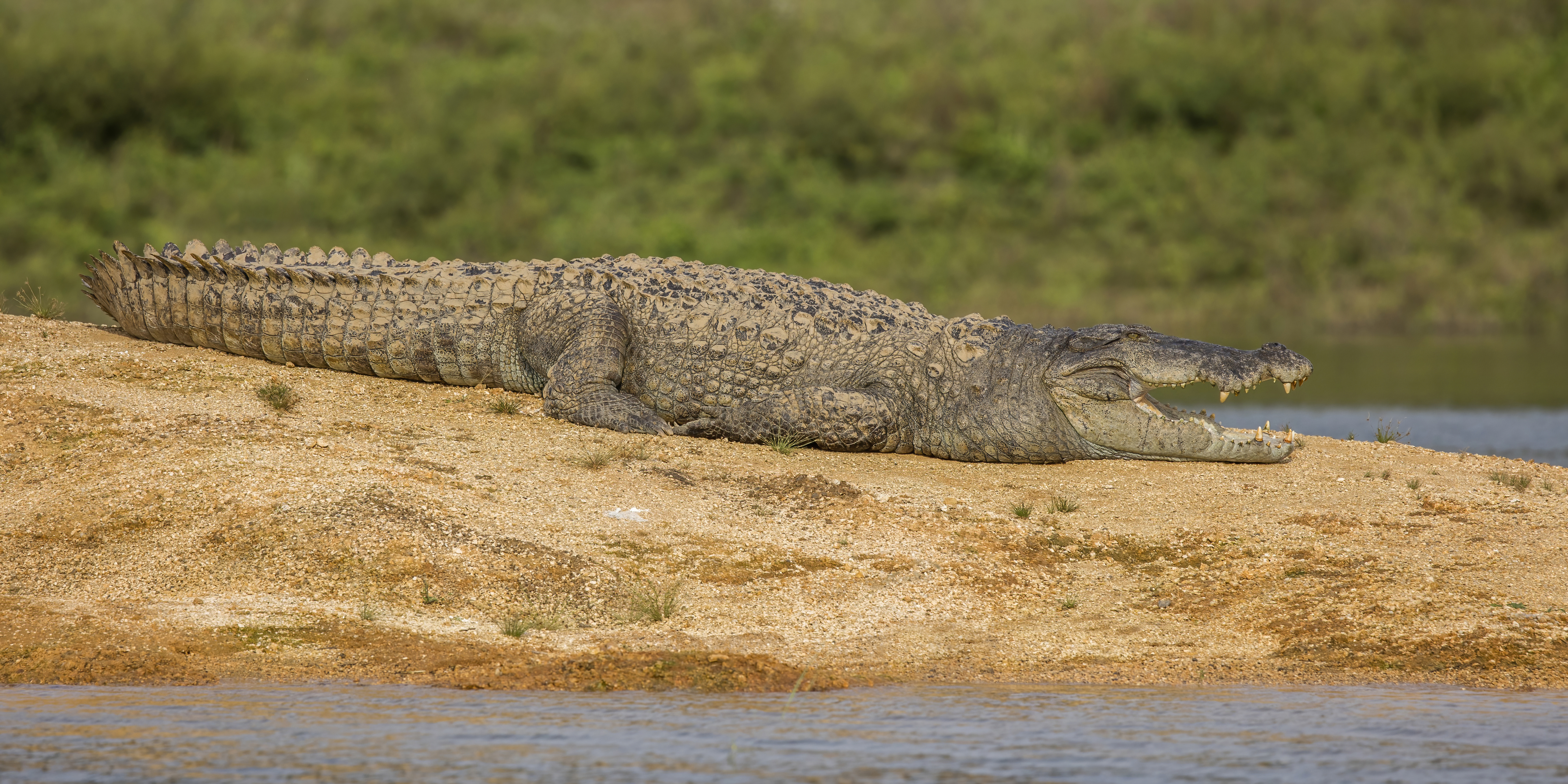 Minneriya National Park Photo