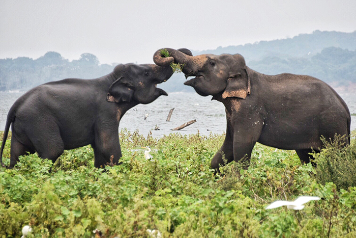 Great Asian Elephant Gathering