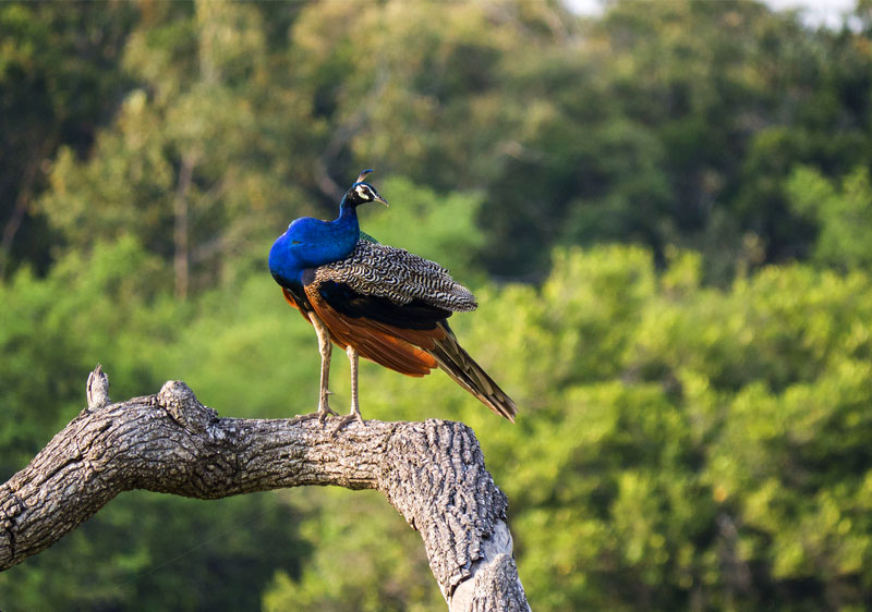 Kaudulla National Park