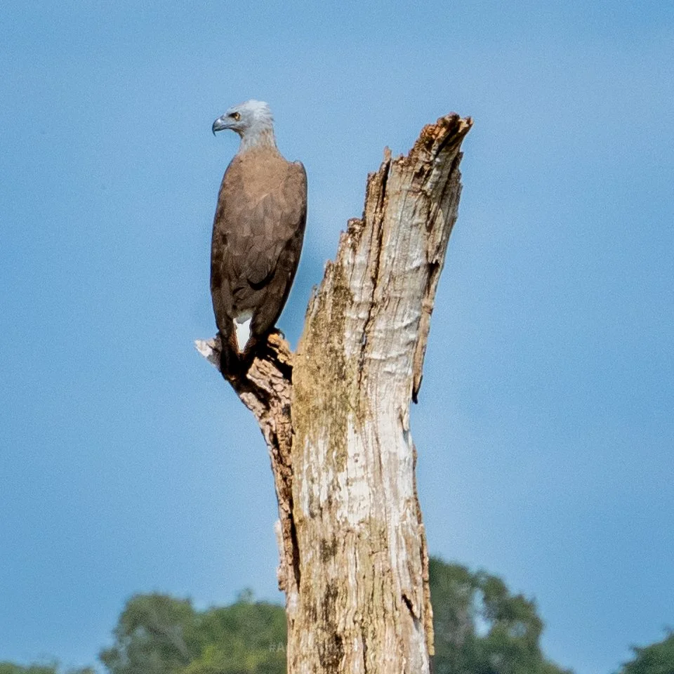 Kaudulla National Park Photo