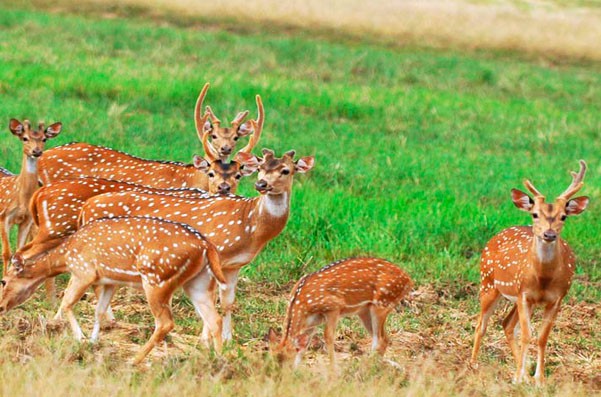 Kaudulla National Park Photo