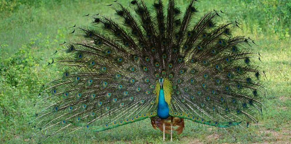 Exotic Indian Peafowl