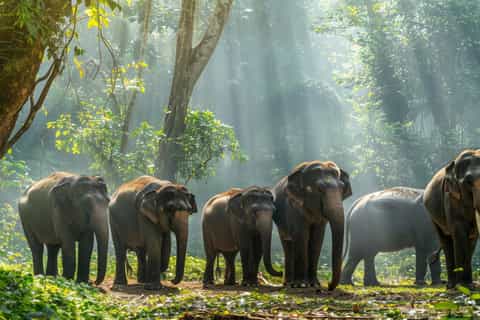 Midday Wildlife Safari