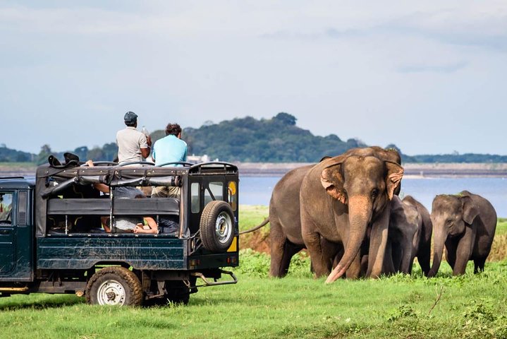 Early Morning Wildlife Safari